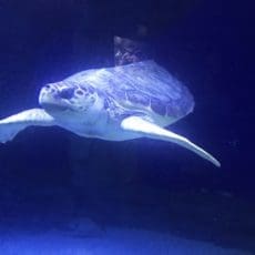 Visiter le zoo aquarium de Madrid