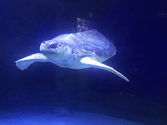 Visiter le zoo aquarium de Madrid