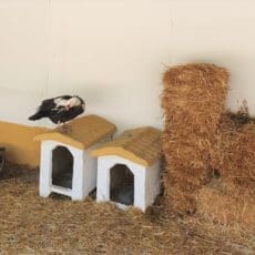Granja Alamo, ferme Madrid