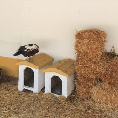 Granja Alamo, ferme Madrid