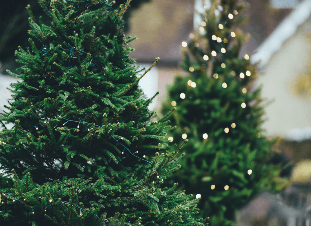 trouver son sapin de Noël à Madrid