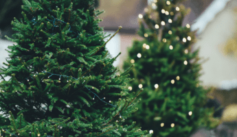 trouver son sapin de Noël à Madrid