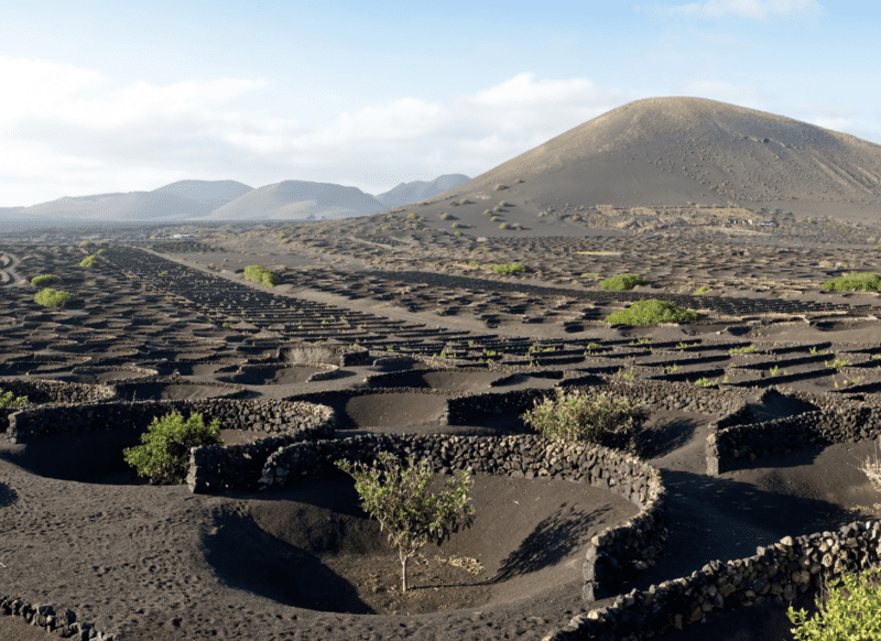 Vignoble  lanzarote