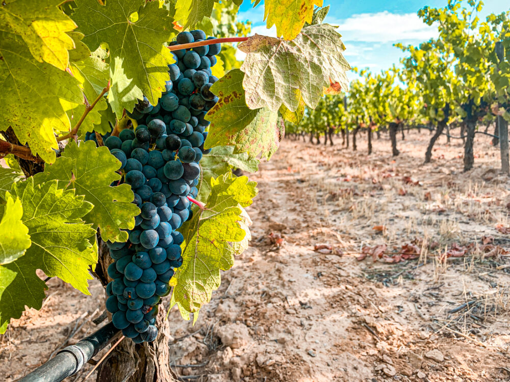 Aranda de Duero  domaine viticole de la Ribera del Duero