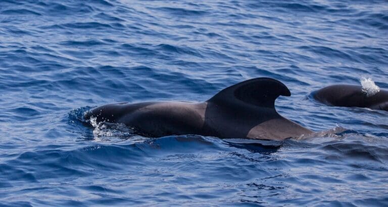 dauphins à tenerife