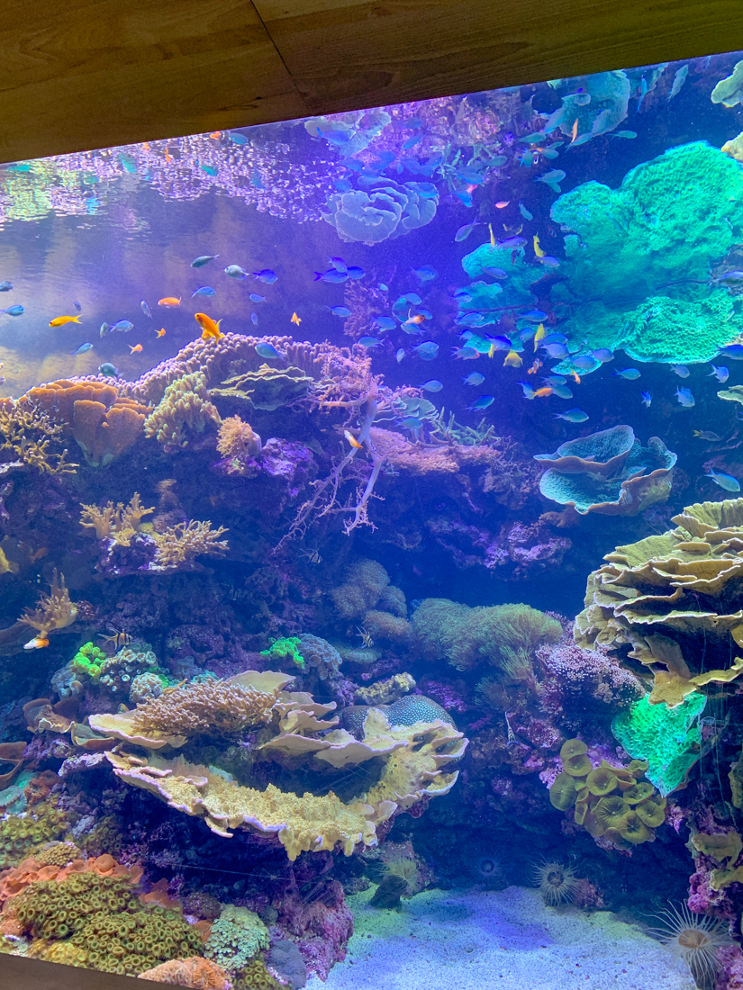 aquarium de Valencia
