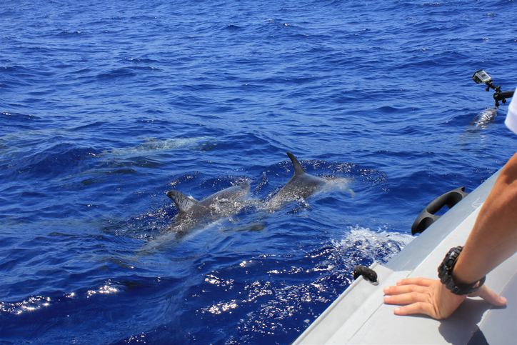 Observation de dauphins au sud de Majorque