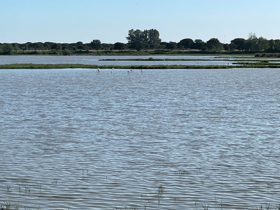 El Rocio andalousie les flamands roses
