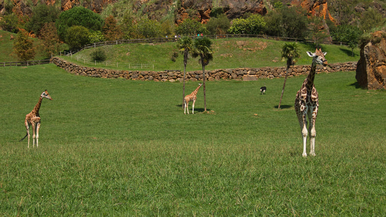 Girafes dans le parc naturel Cabarceno près de Santander