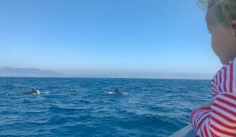 voir les baleines à tarifa Andalousie