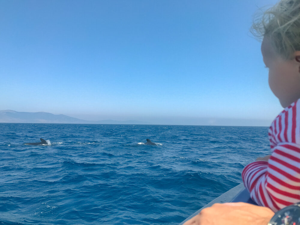 voir les baleines à tarifa Andalousie