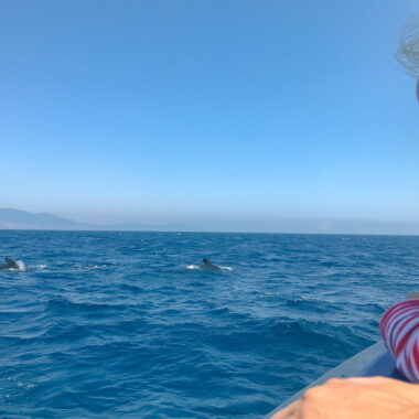 voir les baleines à tarifa Andalousie