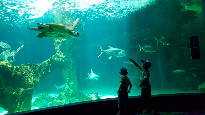 zoo aquarium madrid avec les enfants