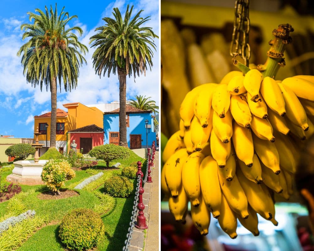 que faire à Tenerife plantation banane La Orotava - villes à visiter à Tenerife